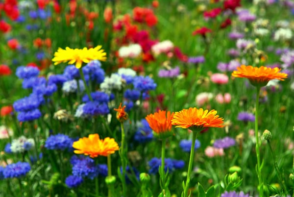 flower-background